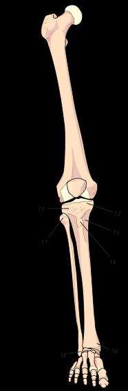 Crus - underben Tibia skinnbenet 12. Condylus medialis tibiae 13. Condylus lateralis tibiae 14.