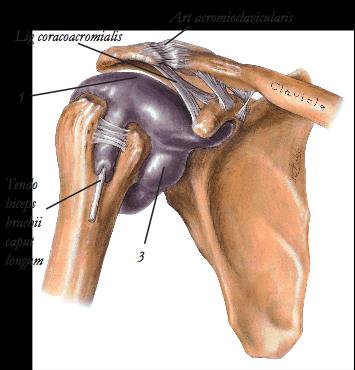 Art. Acromioclavicularis (det ytre kragebensledd) Lig coracoacromialis Art acromioclavicularis 1. Bursa subacromiale 3.