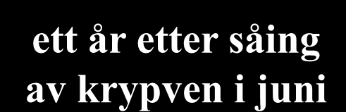 80% Poa annua ett år efter såing av krypven sent om høsten 20%