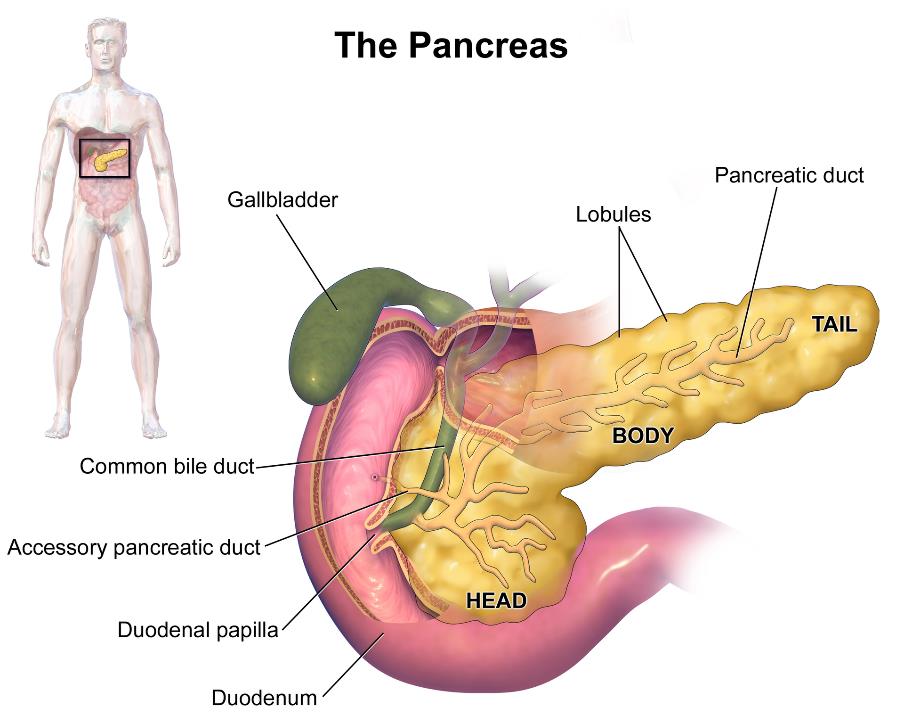 Artificial Pancreas Trondheim Tverrfaglig forskningsgruppe opprettet i 2013 Diabetes et av verdens største helseproblemer Langsiktig målsetting: "Utvikle en robust glukoseregulering for pasienter med