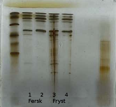 VEDLEGG A. PROTEINLØSELIGHET A.4. TORSK Figur A.15: Proteiner fra farse av fersk torsk separert med SDS-PAGE. LMW- og HMWstandardproteiner er markert med molekylvekt i kda.