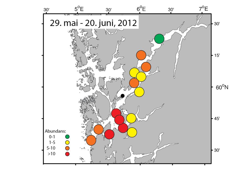 Hydrodynamisk modell - spredning av lakselus Data fra vaktbur viser målt smittepress på laks Modell viser spredning av