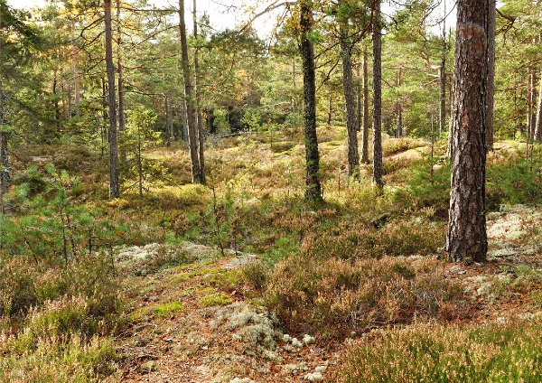 DEN ER I HUS SPILL BY GLEDET KAN VÆRE LØSE STAPPE GALT FORAN TROLL NOE RØDT OG RUNDT TIL JUL KJÆRLIG GLORIE ER NEPPE PASSER- BAR F.EKS.