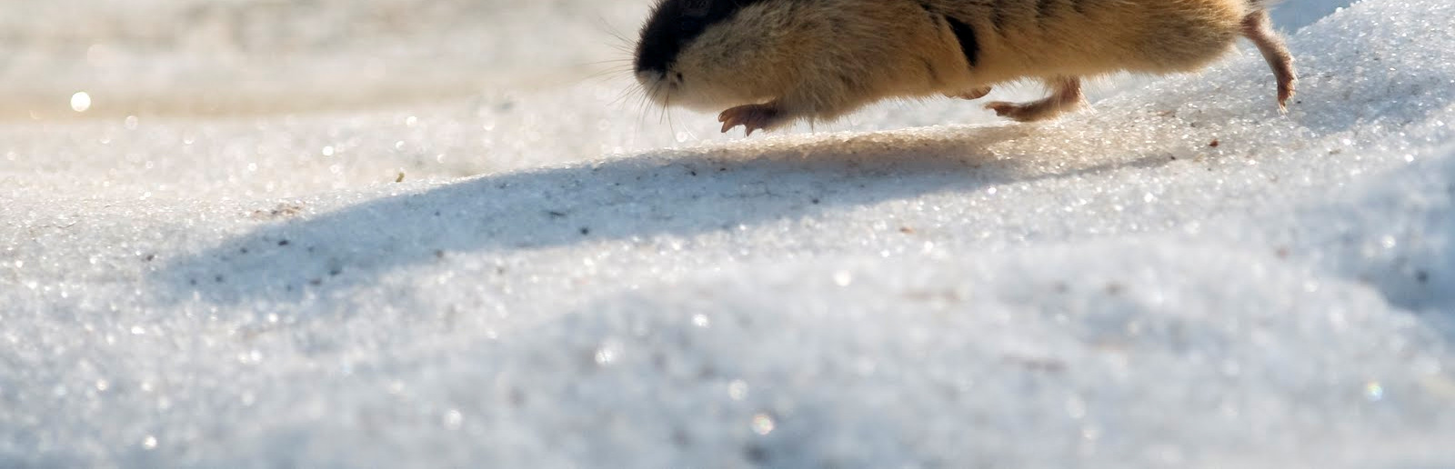 jpgikke i 10 d kom nærmere Nel info. Han hatt drukket vann fra fjellbekk på jakt.