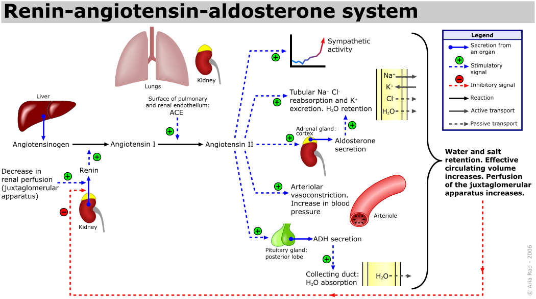 Angiotensin II har hurtig stimulerende effekt på aldosteronsekresjonen via spesifikke membranreseptorer og fosfolipase C-systemet, som fører til økt intracellu-lær konsentrasjon av kalsium.