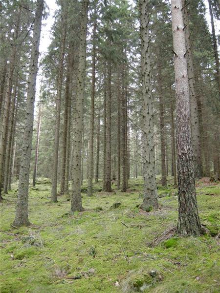 Naturtyper og rødlistearter - oppsummering Konklusjon: Data på artenes naturtypetilhørighet vil bli et svært nyttig verktøy for å kunne si noe om: hva som kjennetegner rødlisteartenes habitat Hvilke