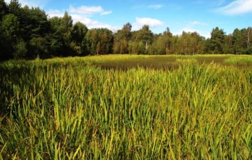 Økende kompleksitet Naturtyper i Norge - NiN REGION LANDSKAP