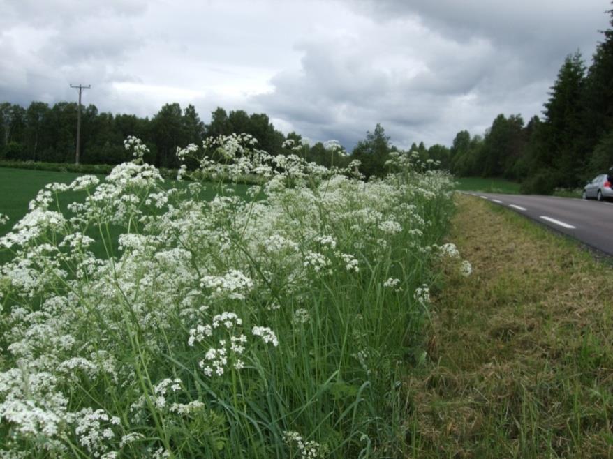 Ugras når agronomien svikter Marit Jørgensen og