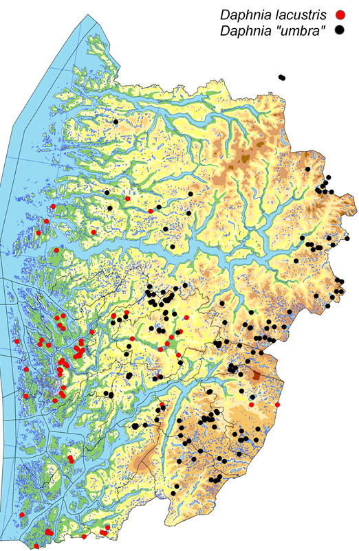 Dette betyr at de også er mer utsatt for kvalitetsforandringer i dette mediet, og ved lavere kalsium blir stressen kraftigere (Hessen & Rukke 2000, Wærvågen et al. 2002).