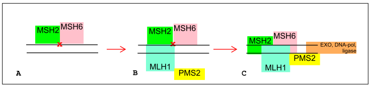 uttrykk av fire spesifikke mismatch repair-proteiner (MMR) knyttet til Lynch syndrom; MLH1, MSH2, MSH6 og PMS2.