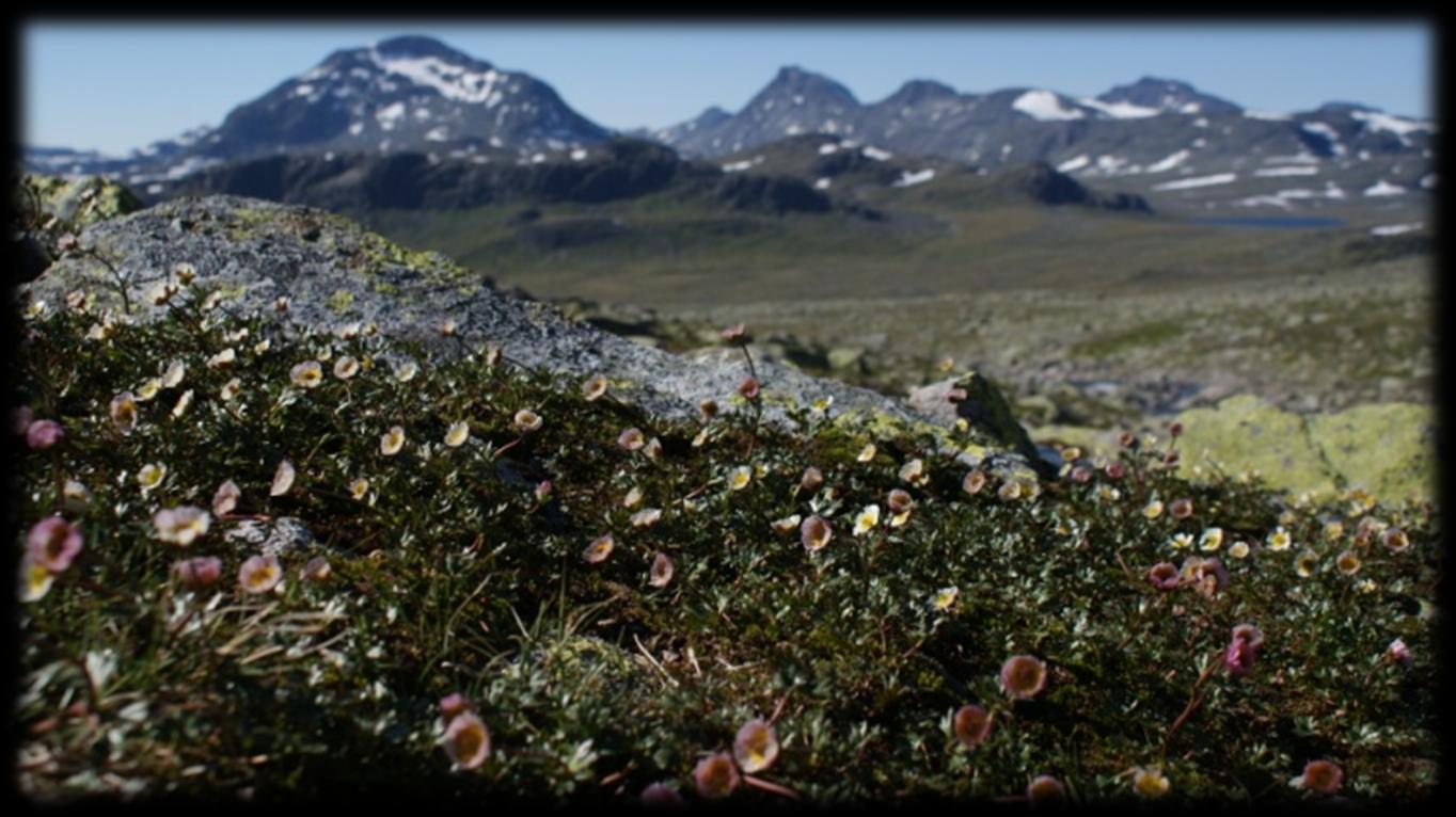 Naturvegleiing kan bidra til å gjera folk som ferdast i Jotunheimen meir oppmerksame på naturen dei har kring seg. Naturglede i tillegg til turglede vil auke opplevinga som heilskap.