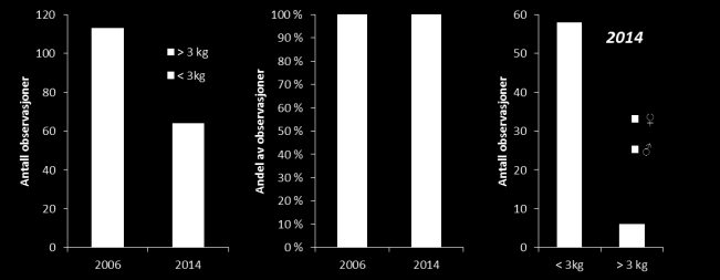 Den samme strekningen har tidligere blitt undersøkt i 2006, og da ble det i alt observert 113 laks (fig 11) (se: Orell & Muladal 2006).