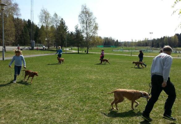 Utstillingstrening i Oslo Av Sissel Jerve, foto Tone Bryn Otterhaug og Sissel Jerve Helgen før Fellesutstillingen inviterte jeg til et uformelt lite vizslatreff i mitt nærområde.