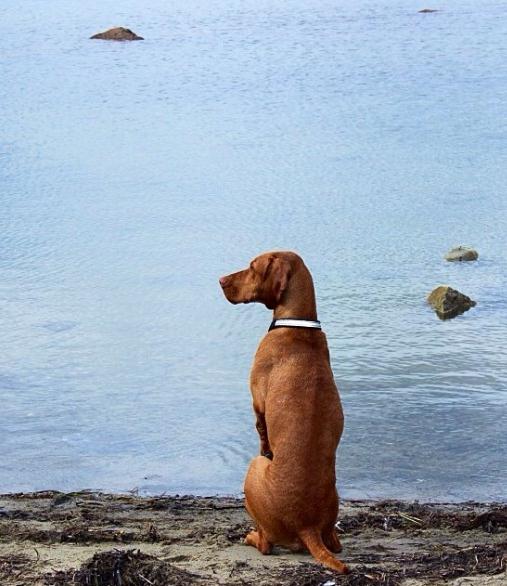 Bilder fra leserne En hilsen fra Agnes Johansen i Stavanger: Chilli er en fantastisk morsom hund som er veldig lett å aktivisere.