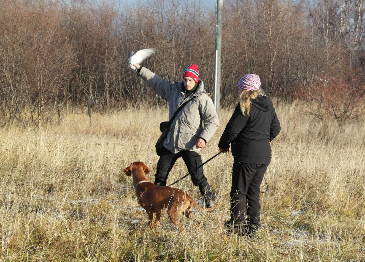 være å sitte. Vi skulle prøve å lure den ut av sitten, og hunden skulle ikke la seg lure. Om det skjedde var det en beskjed til hunden at leken sluttet eller belønningen forsvant.