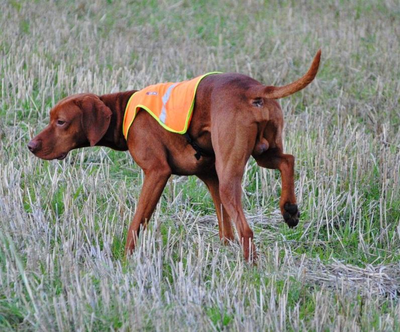 Vizslatrening på Sando Hundesenter Av Aleksander Sveinson Viker Siste helgen i oktober var det igjen trening i regi av Vizslaklubben på Sando Hundesenter i Sande i Vestfold.