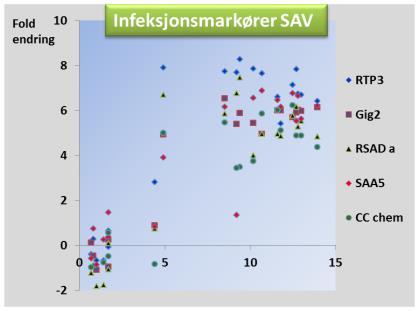Figur 13 PD patologi utvikles ved relativt høye SAV nivåer (figur til venstre). Det er en sterk korrelasjon med genekspresjon.