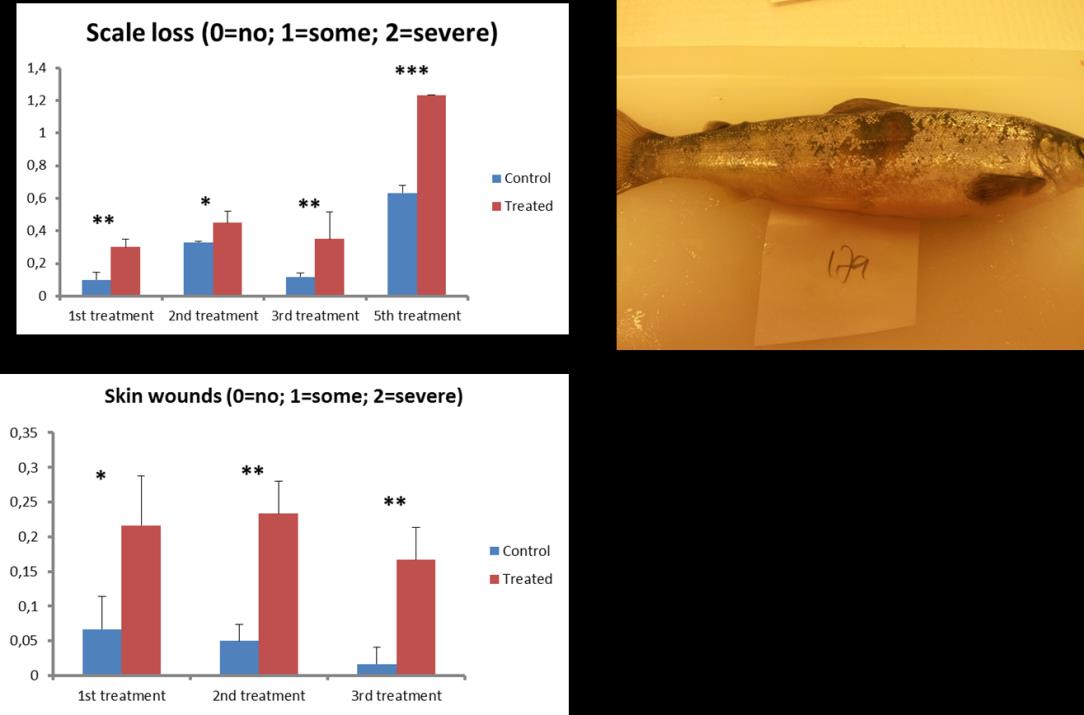 Rett før utsett i sjø ble fisken testet for sjøvannstoleranse (Figur 26). Aqui-S hadde ingen innflytelse på kloridnivåene, så grupper med og uten Aqui-S ble slått sammen.