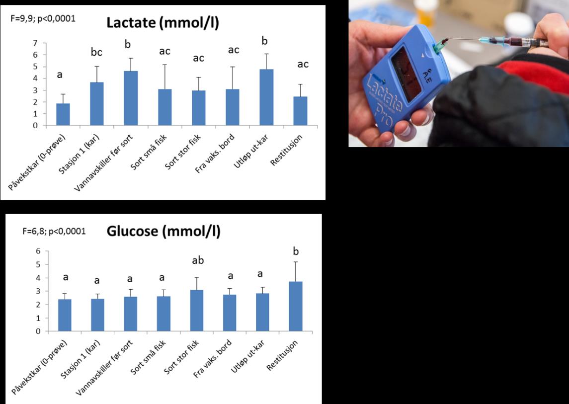 Figur 57 Nivåer av laktat og glukose (mmol/l) (N = 20). Bildet viser applisering av blod i LaktatPro. Kortisol (Figur 58) viser ingen signifikante forskjeller mellom uttaksstasjonene.