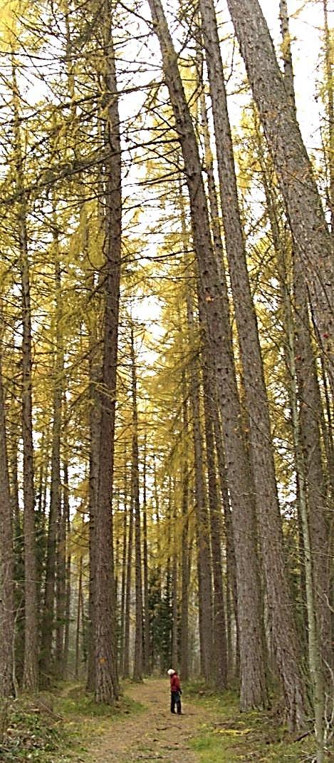 Hvor store tror du trærne i Norge kan bli? Når du går tur i skogen eller i en park i nabolaget, kan du se trær i ulik høyde.