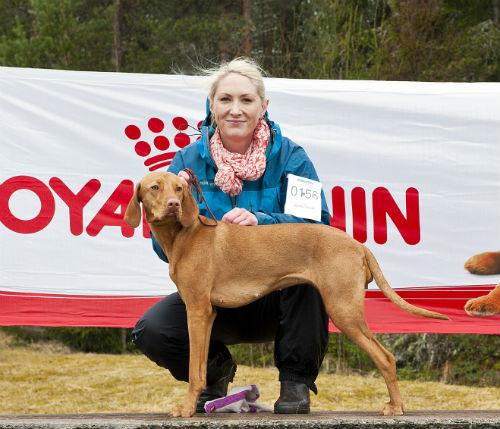 Fellesutstillingen 5. mai 2013 Av Beate Eikseæth I år som i fjor var det åpnet for at Ungarsk Vizsla kunne stille på fellesutstillingen.