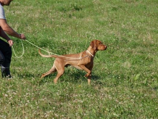 Fra valpetid til fuglehund Tekst og bilder: Steinar Kjensbekk Tusen takk for et meget hyggelig Vizslatreff!