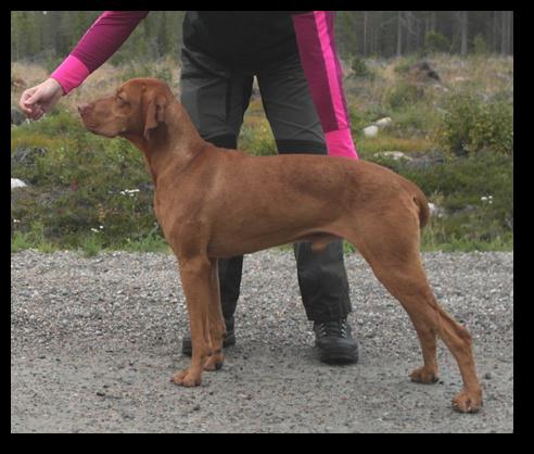 To valpekull på gang Kennel Speldraget venter valper rundt 8. januar 2015 Kennel Speldraget ønsker alle en riktig god jul og godt nytt år med gledelig melding om at vizslavalper ventes født cirka 8.