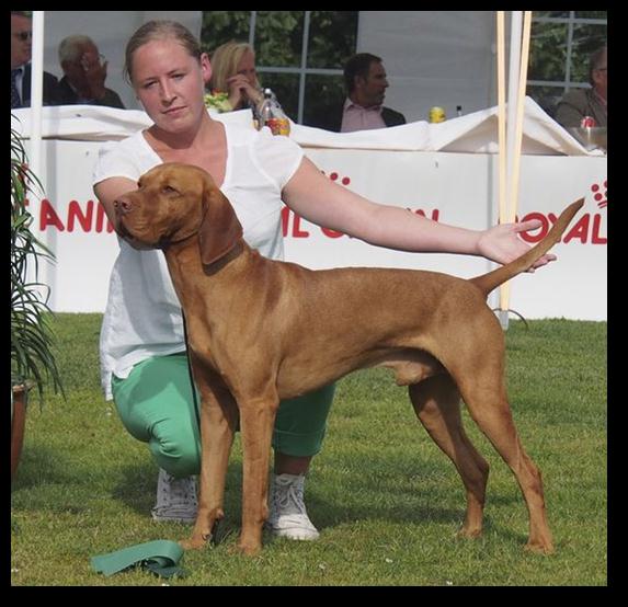 Under Nordisk Vinner-utstillingen ble vizsla bedømt av den estiske dommeren Jelena Kruus på søndagen. Her var det påmeldt 2 strihår og 8 korthår vizsla. Gidske K.