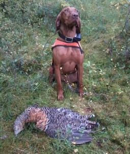 Årets hunder 2013 Klubben ønsker å fremme rasen på flere felt og har satt opp en del kriterier for å kåre årets hunder i regi av Ungarsk Vizsla i Norge (UVN).