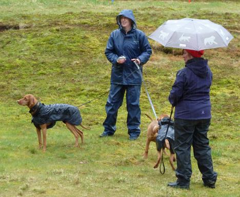 Vizslatreff 2015 Et standsmessig jubileumstreff på Malungen 29.-31. mai 2015 Av Ian Gjertz Alle oversiktsartikler om hunderasen ungarsk vizsla viser gjerne til rasens kongelige opphav.