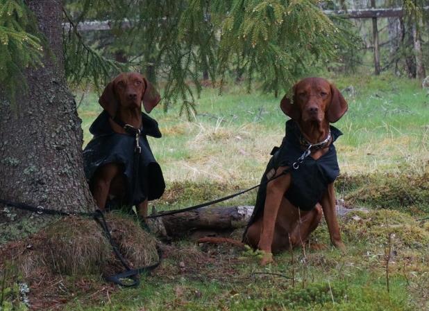 hunder i hvert fly i lasterommet, så det er viktig å bestille plass til den samtidig som du bestiller egen billett. For oss som har direkterute Kirkenes-Oslo blir det akkurat passe for hunden.