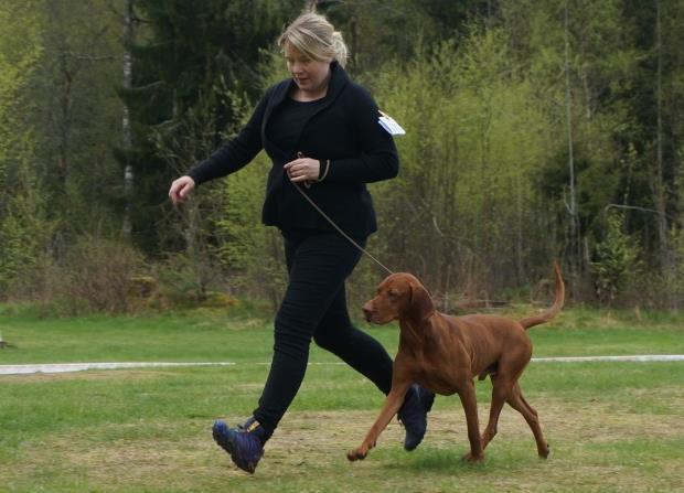 Neste dag var klubbens spesialutstilling på programmet. Heldigvis fikk vi utstilling med oppholdsvær, hurra! Folk benket seg rundt ringen og alle var spent på hva dommer Petter Steen hadde å si.