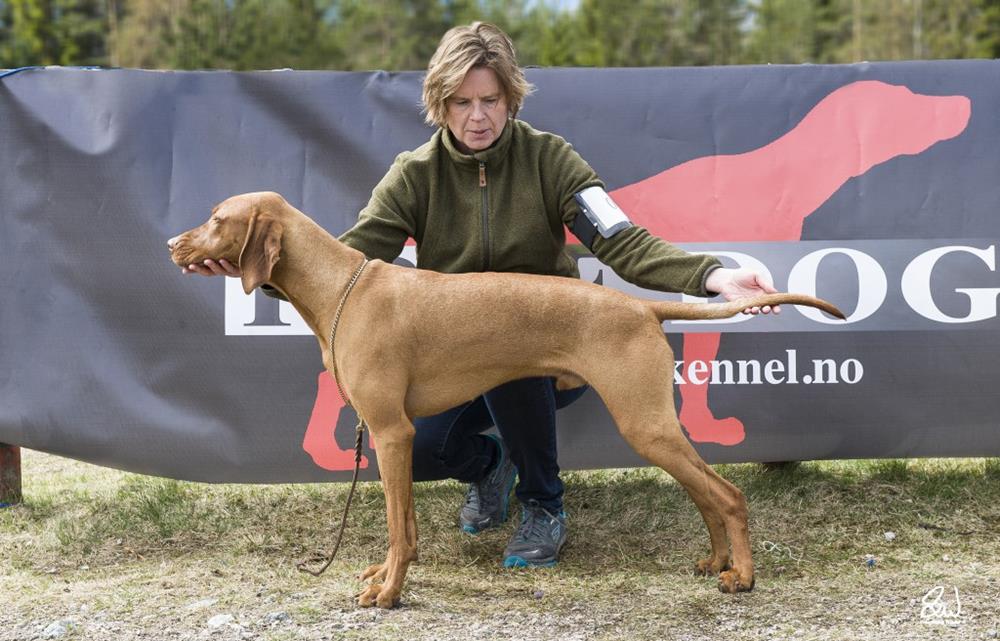 Fellesutstillingen 2. mai 2015 Tekst: Beate Eikesæth, foto: Skjalg Wikdal, Beate Eikesæth og Erik S. Jerve Fellesutstillingen er Norges største utstilling for fuglehunder.