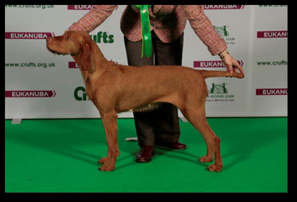 Crufts 2015 Av Sissel Jerve I mars var det igjen tid for verdens største hundeutstilling Crufts. Den foregår i Birmingham i England og går over fire dager. Av de drøyt 21.