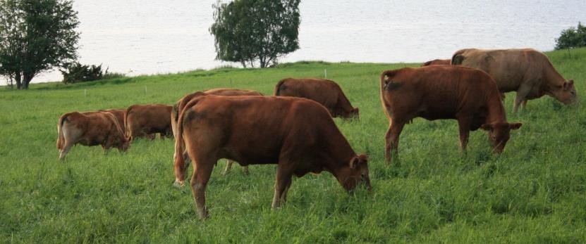 Limousin (1866) Fransk rase fra høydedragene rundt byen Limoge 5300 insemineringer/år I kryssing med NRF: 92,2 % ingen kalvingsvansker Ung okse: 321 kg, 58 %