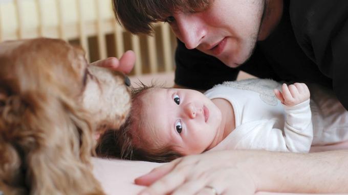 Dyr og barn allergiproblemer? Flere studier i ulike land viser at: Barn som vokser opp med hund eller katt blir sjeldnere utsatt for luftveissykdommer, og sjeldnere jo mer kontakt de har med dyret.