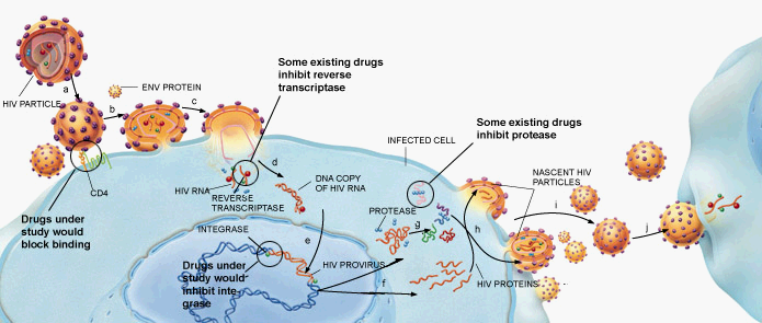 HIV-medikamenter: angrepspunkt Nukleosid reverse transcriptase inhibitors (NRTI) Infected cell Non-nukleosid reverse transcriptase inhibitors (NNRTI)