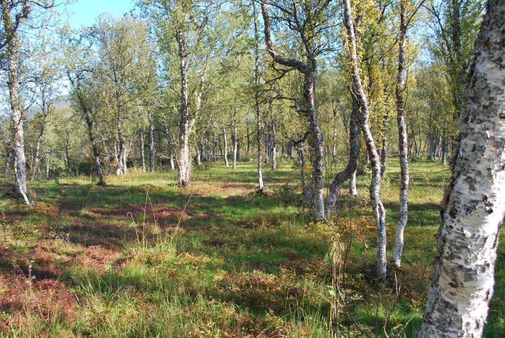 7.9 Jordverninteresser (tromsatlas.no og kilden.skogoglandskap.no, 07.09.2015) Skog: Planområdet omfatter arealer med bjørkeskog av middels til høg bonitet i henhold til tilgjengelig kartverk.