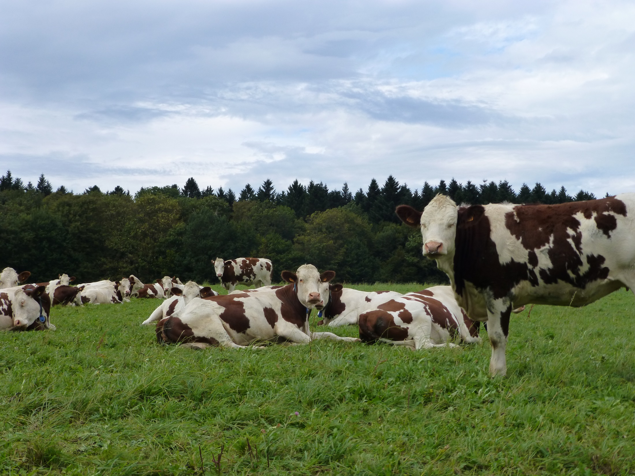 Comté Montbeliarde (1,8 M) og fransk Simmental (72 ) Berre upasteurisert. Koppar påkrevd. 60.