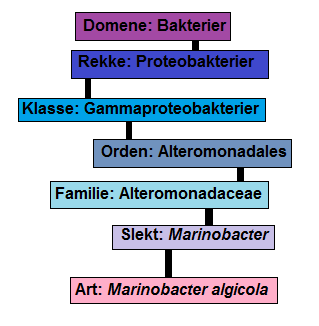 Marinobacter algicola er en art innenfor Marinobacter slekten, som igjen hører inn under familien Alteromonadaceae. Figur 1-1 viser full oversikt over klassifiseringen.