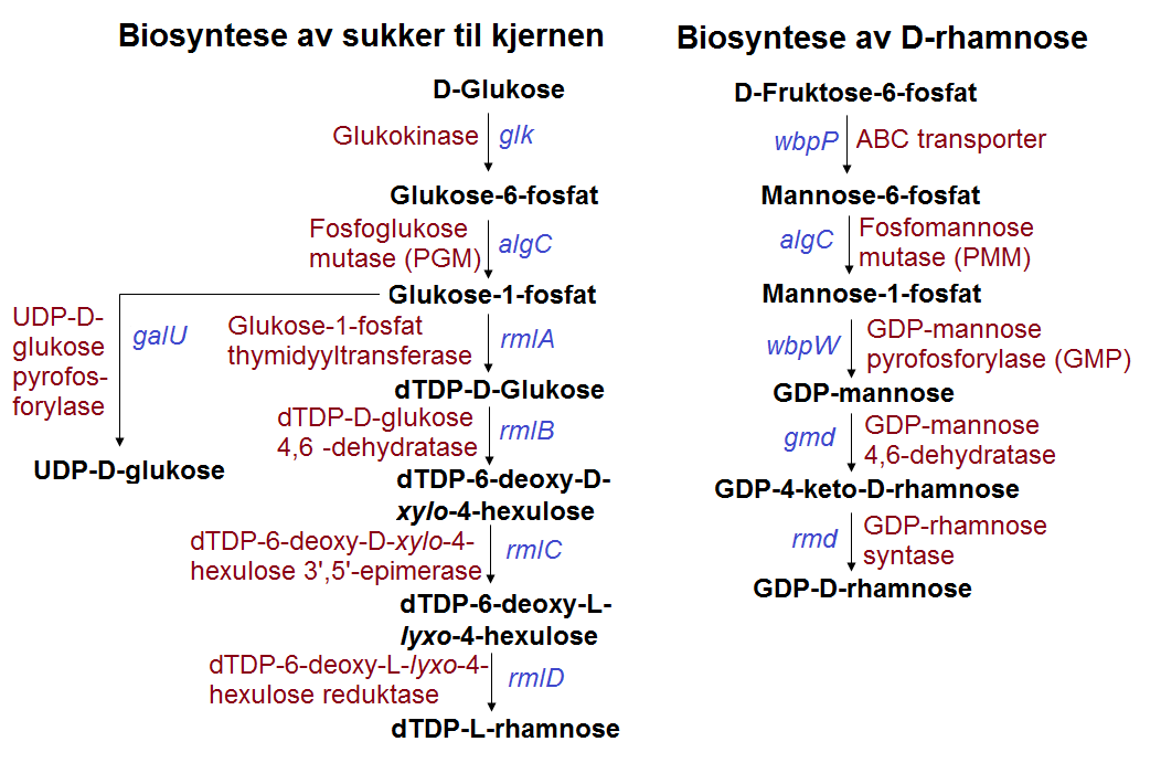 Figur 1-11 algc har to roller i syntesen av lipopolysakkarider Venstre del av figuren er et forelsått biosyntesespor for UDP-D-glukose og dtdp-l-rhamnose, mens høyre er for GDP-D-rhamnose syntese