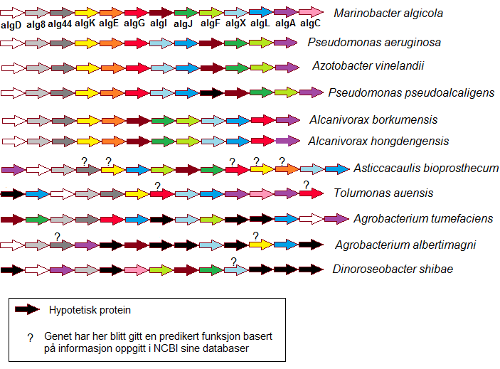 Tolumonas auensis mangler alge, algi, algj og algf, men har to kopier av både algl, algg og alga. I tillegg har denne klyngen en kopi av algc.