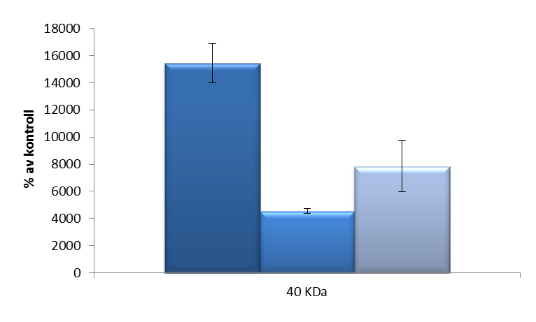 Resultater ifra 40 kda, og at også de resterende β-glukanene gir en økt sekresjon av IL-8 i forhold til kontrollen. a. b.