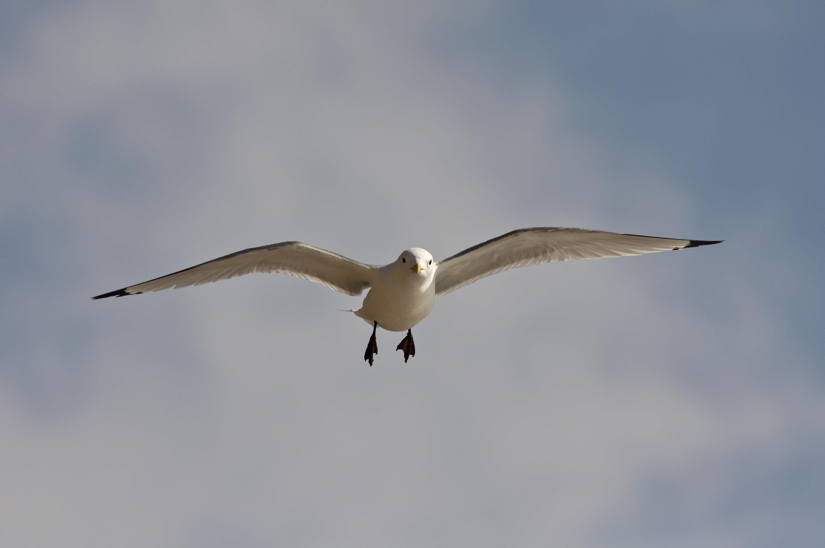 Seabird seminar Runde, Norway 20