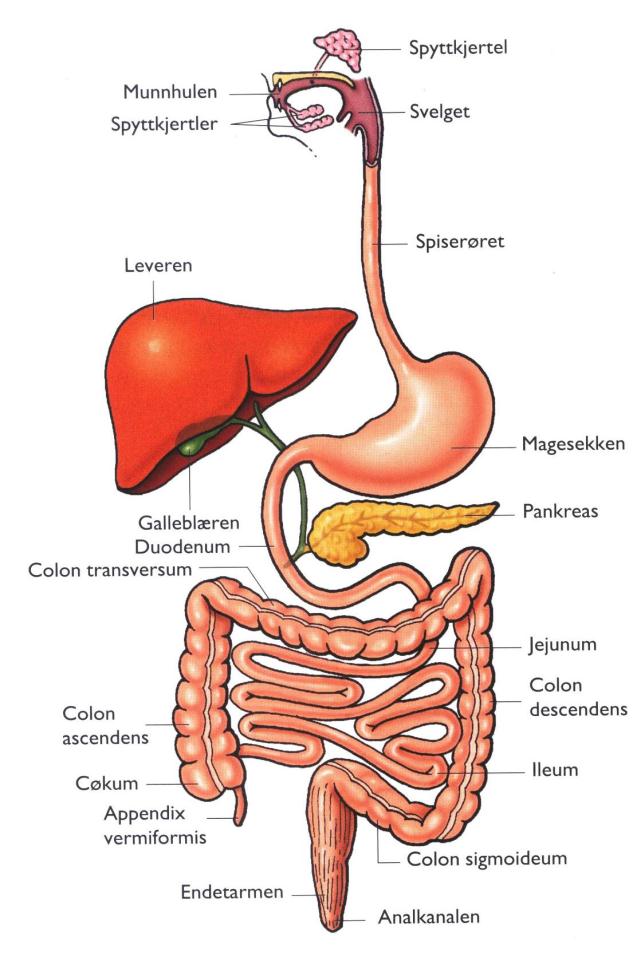 Fordøyelsessystemet Fordøyelsessystemet er et organsystem som strekker seg gjennom kroppen fra munnhulen til anus, og består av selve fordøyelsestrakten, og tilhørende organer som spyttkjertler,