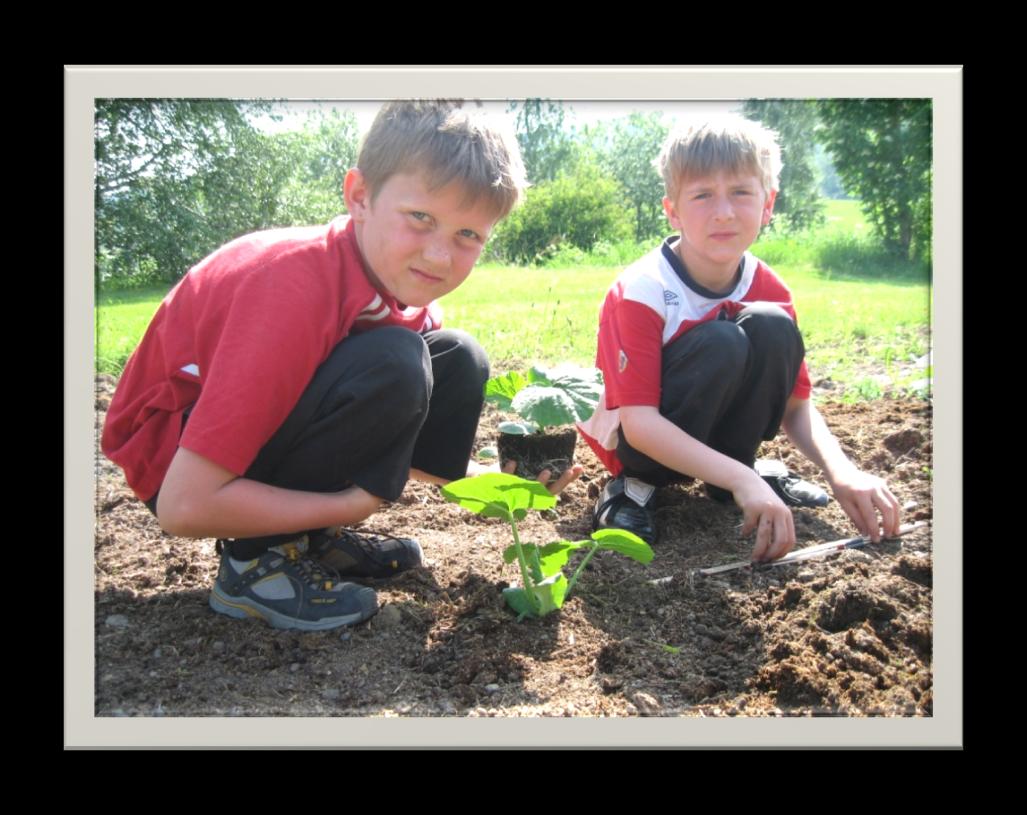 Potetsetting Utplanting av gresskarplantene.