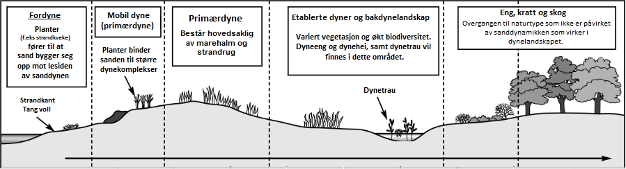 kan også sanden rulle langs bakken. Dette er kanskje den tregeste formen for masseforflytning med vind, men er også den mest konstante.