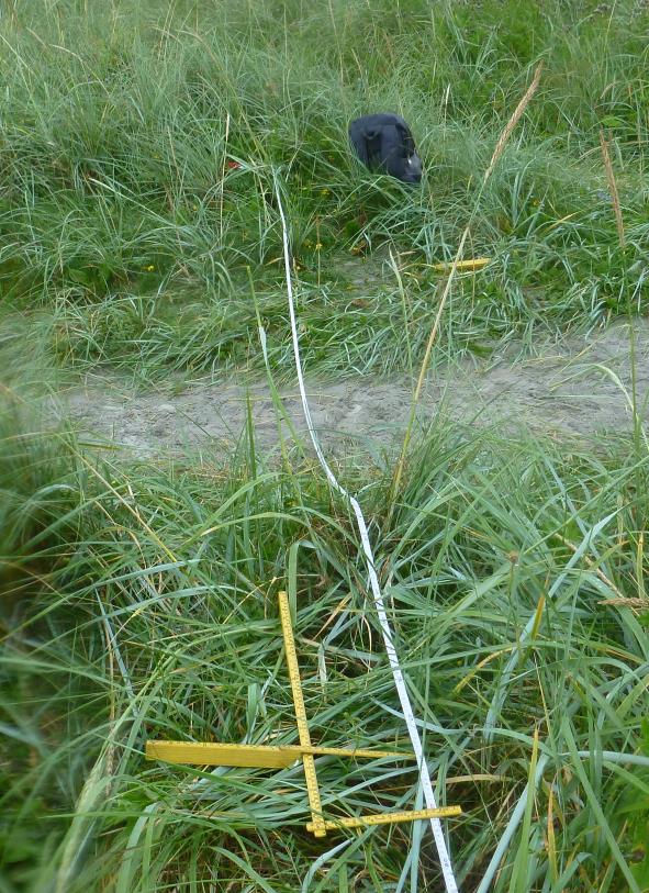 Strandrug er klart den mest dominerende arten og er nesten funnet i alle rutene. Mange av artene som er funnet i rute 1 er ikke til stede i lik grad i resten av feltene.