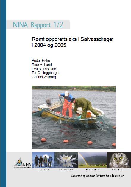 Drypprømming - smolt Studie av rømt oppdrettslaks i Salvassdraget: 29% av rømt oppdrettslaks i 2004 rømt som smolt eller postsmolt 19% av rømt oppdrettslaks i 2005