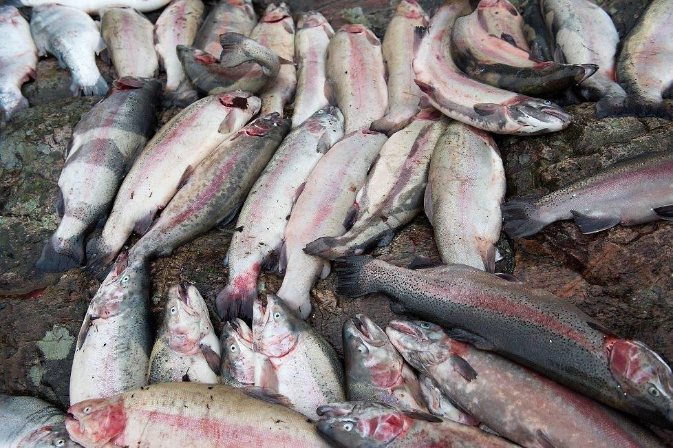 Vedtak om utvida gjenfangst og kartlegging etter rømming Forskrift om drift av akvakulturanlegg 39 andre ledd Dersom mulighetene for å få gjenfanget rømt fisk tilsier det, kan Fiskeridirektoratets